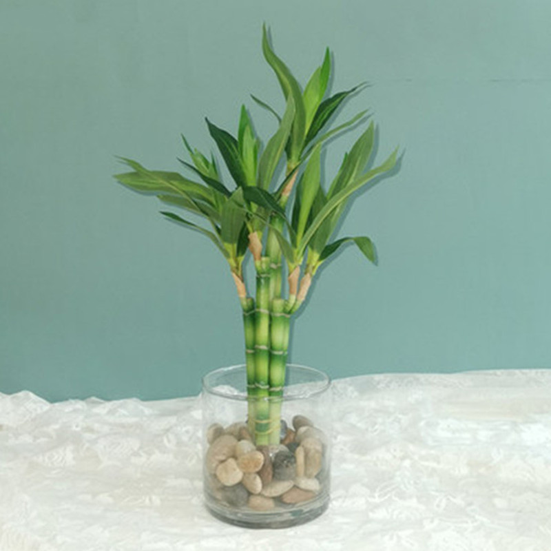 Aquarium Fish Pot - New 40cm Artificial Lucky Bamboo Succulent