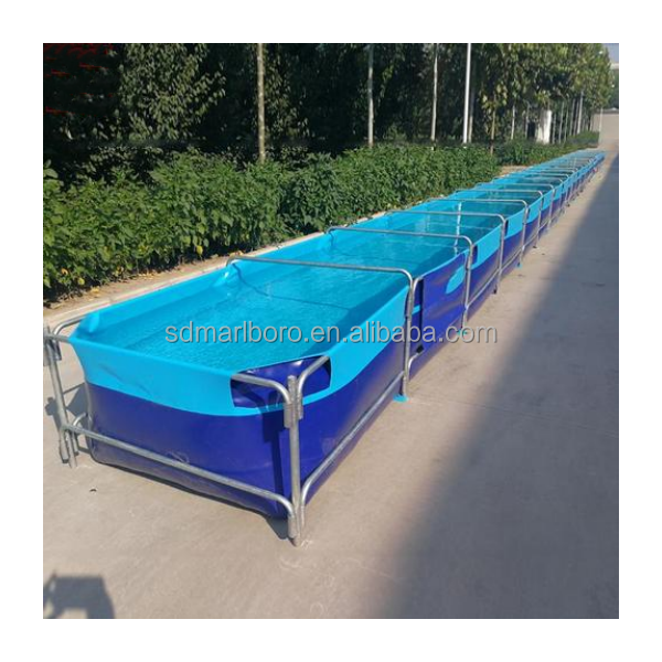 AIROW Custom Commercial High Q - огляд і ціна Aquarium Fish For Sale