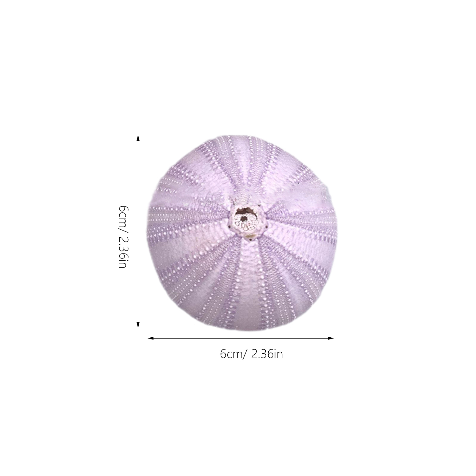 6Pcs Sea Urchin Shell Decor Na - огляд і ціна Aquarium Fish Pot